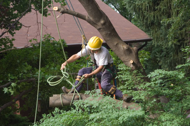 How Our Tree Care Process Works  in  Brownlee Park, MI