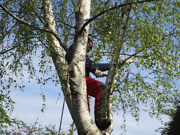 Best Tree Health Inspection  in Brownlee Park, MI