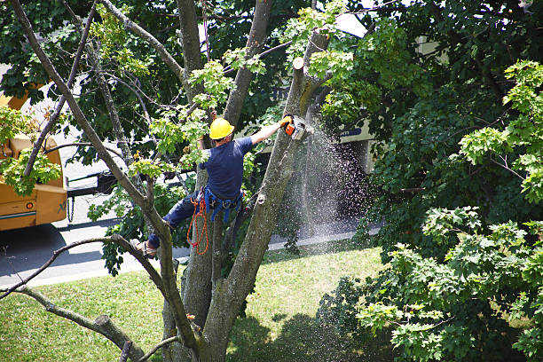 Best Tree Trimming and Pruning  in Brownlee Park, MI